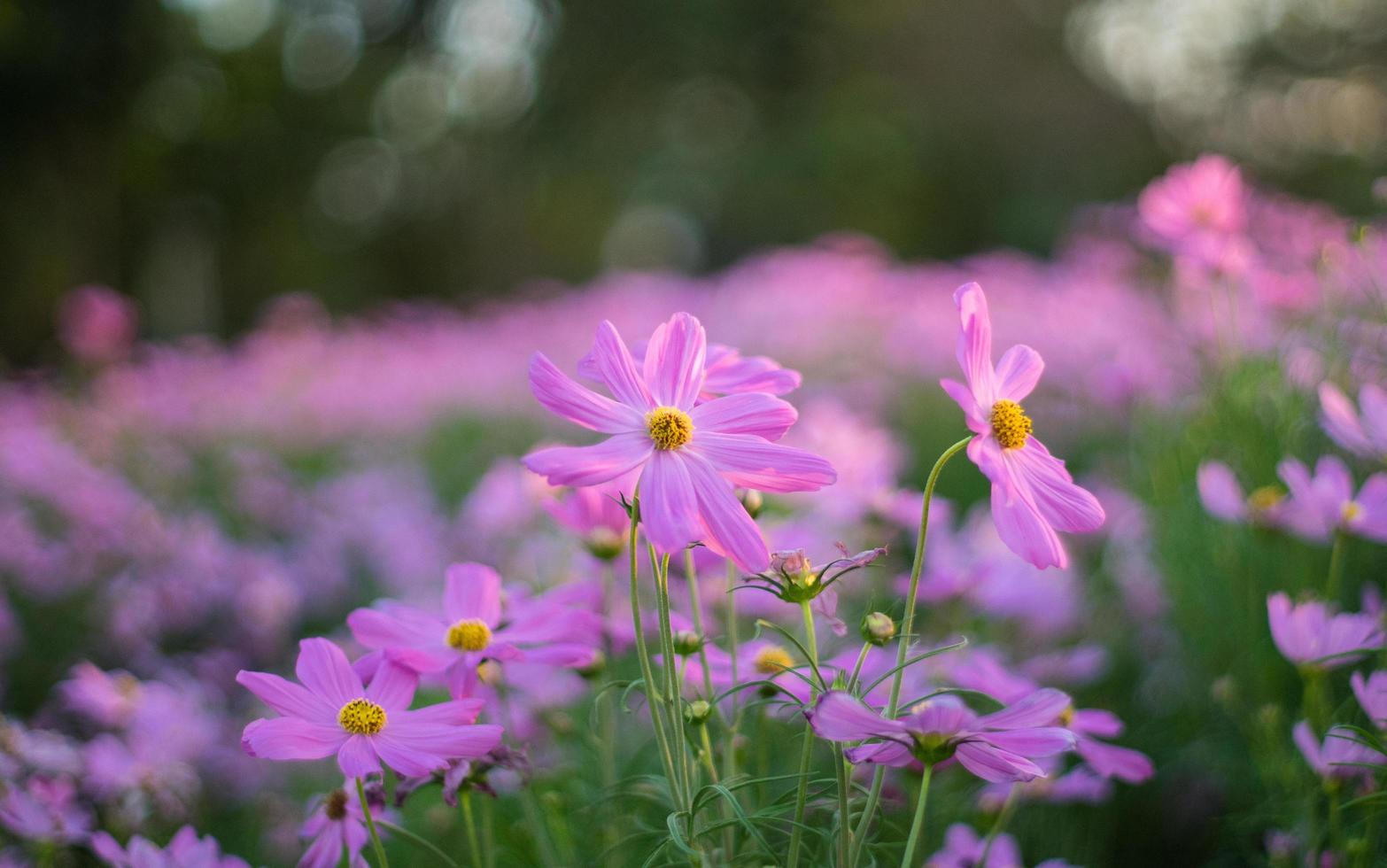 roze kosmosbloem foto