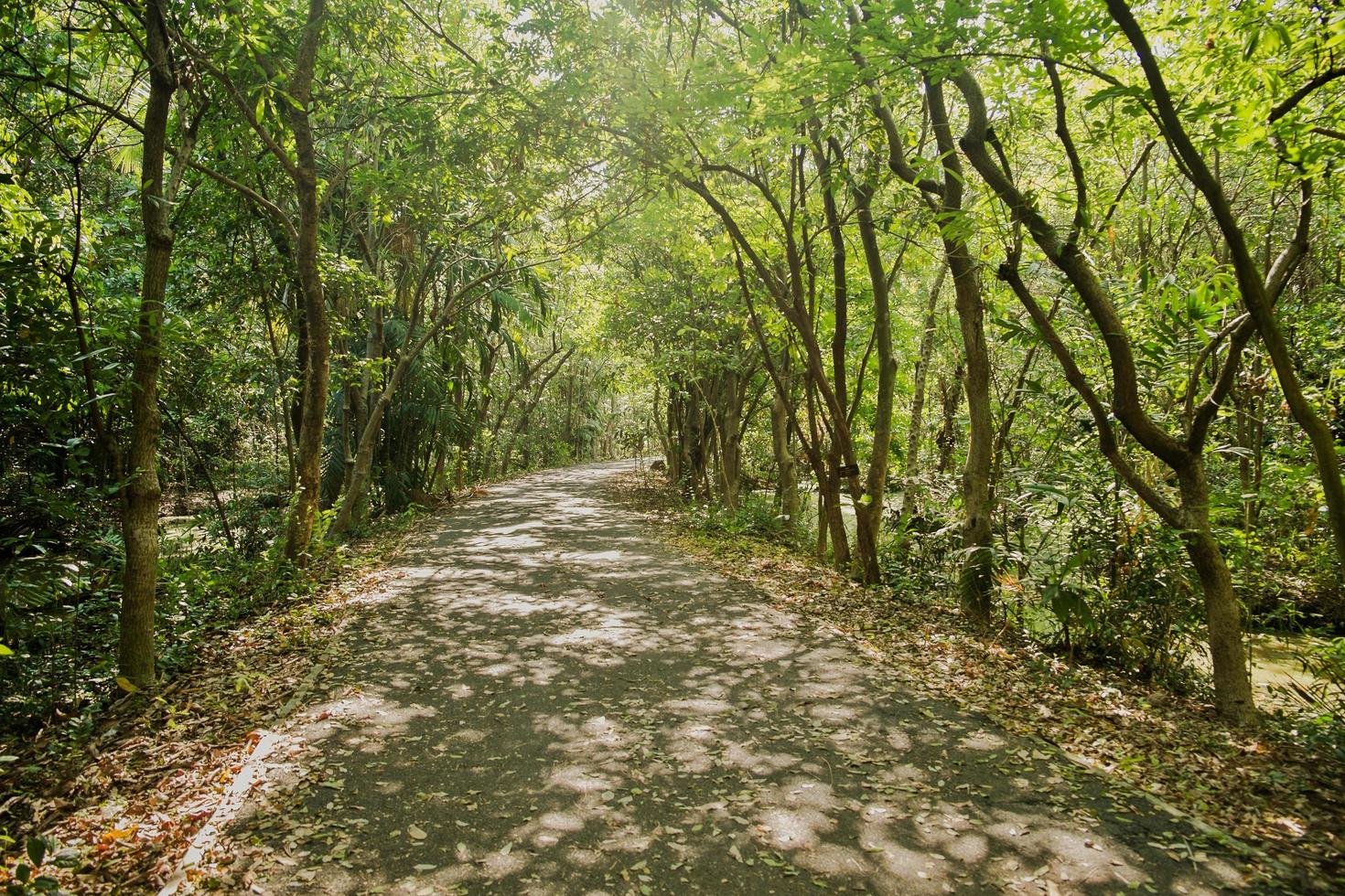 schaduwrijk wandelpad in weelderig groen bos foto