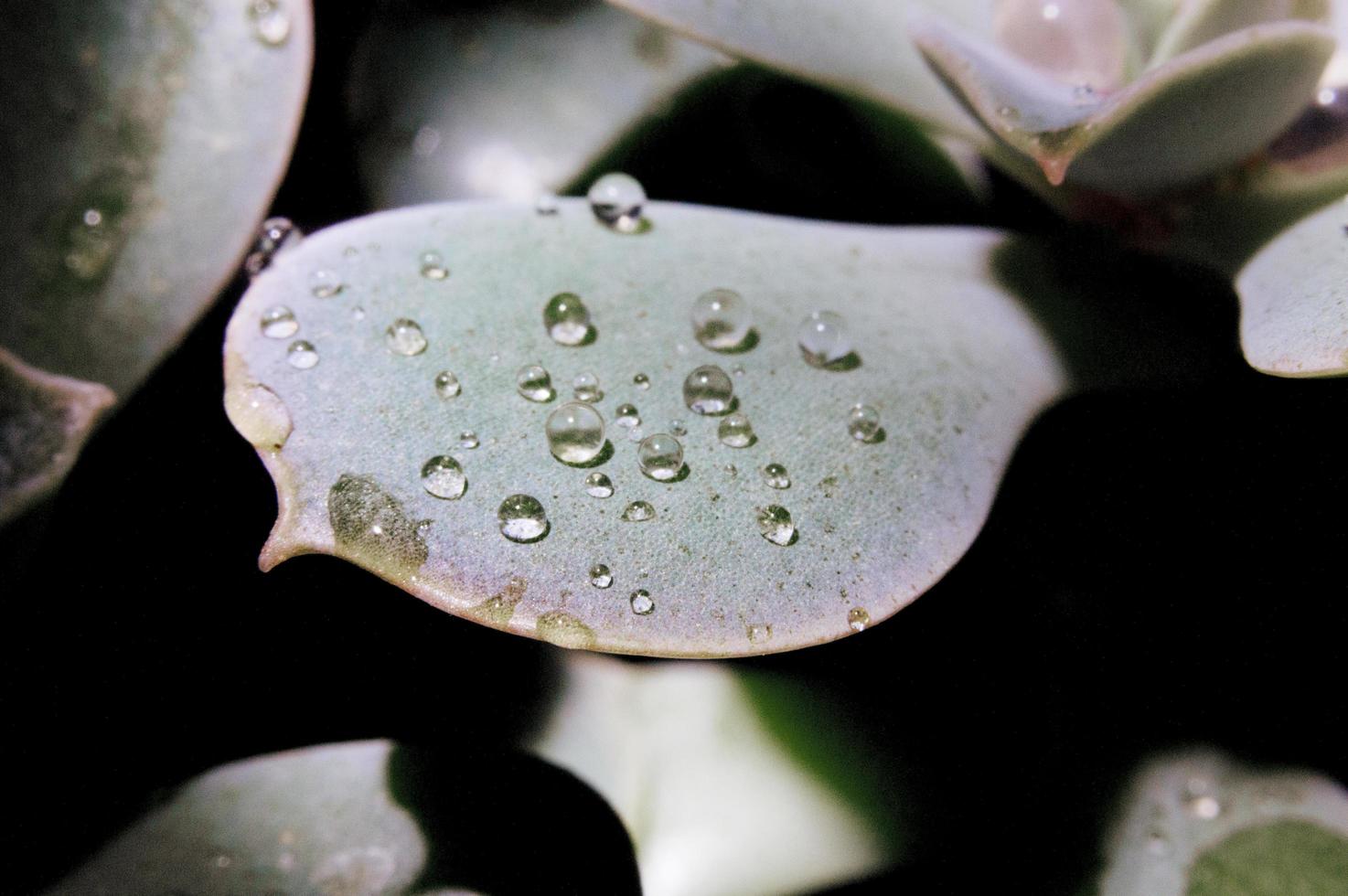 waterdruppels op plant foto