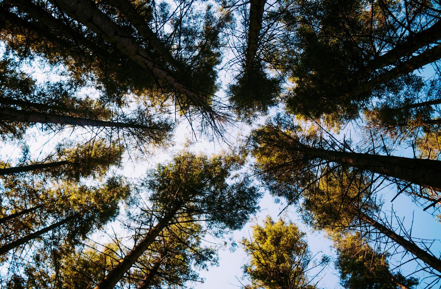 groene bomen onder de blauwe hemel foto