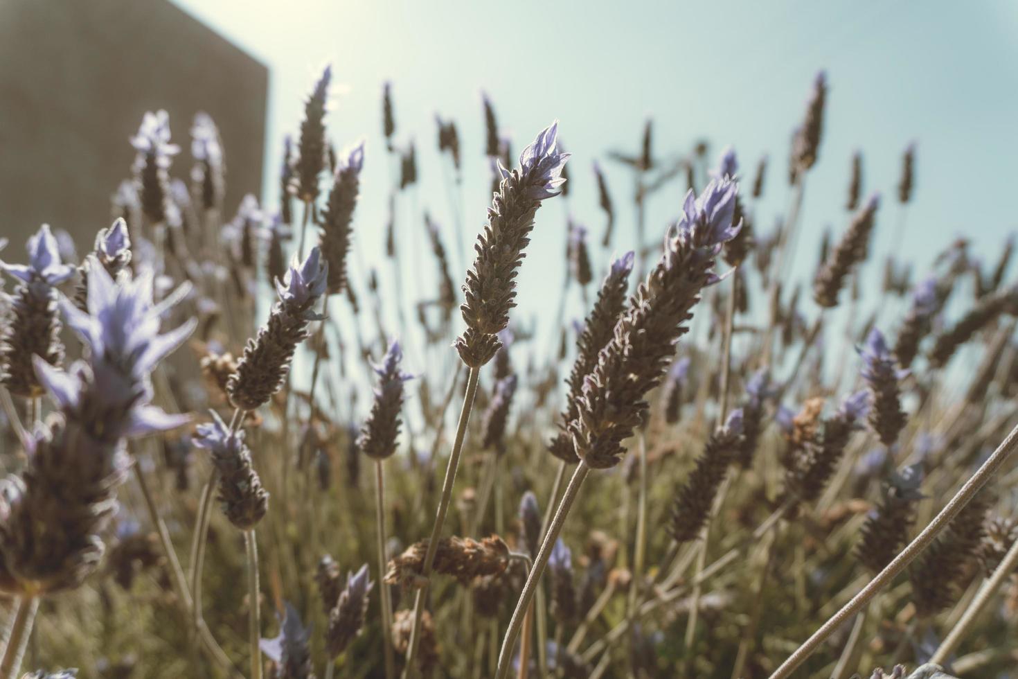 lavendelbloemen onder hoog gras foto