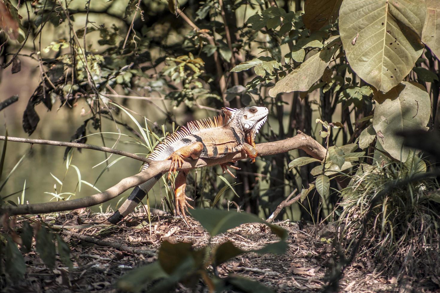 leguaan die op een boomtak rust foto