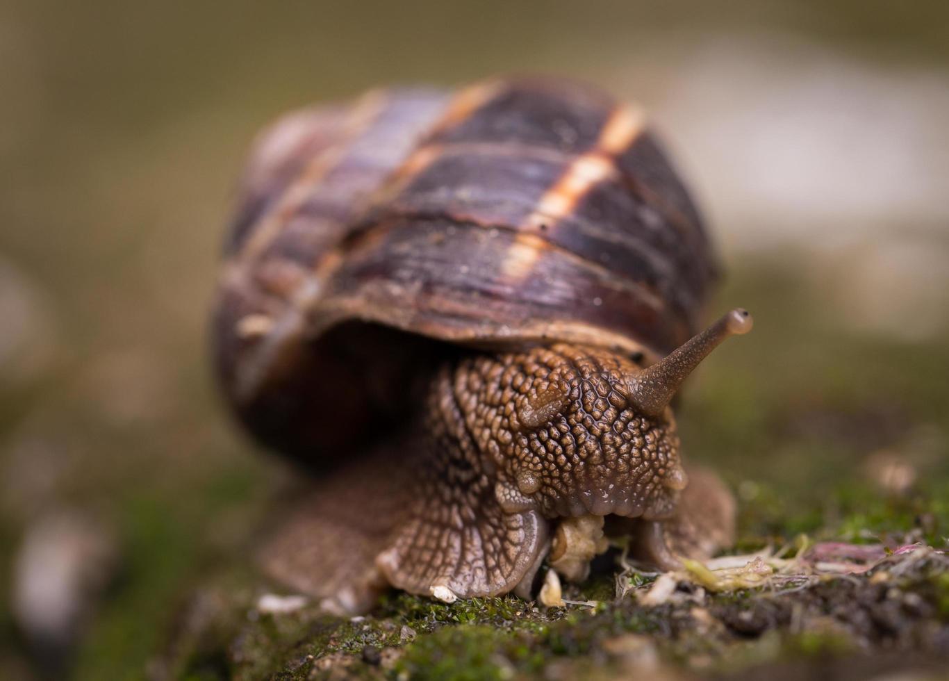 ondiepe focus fotografie van slak foto