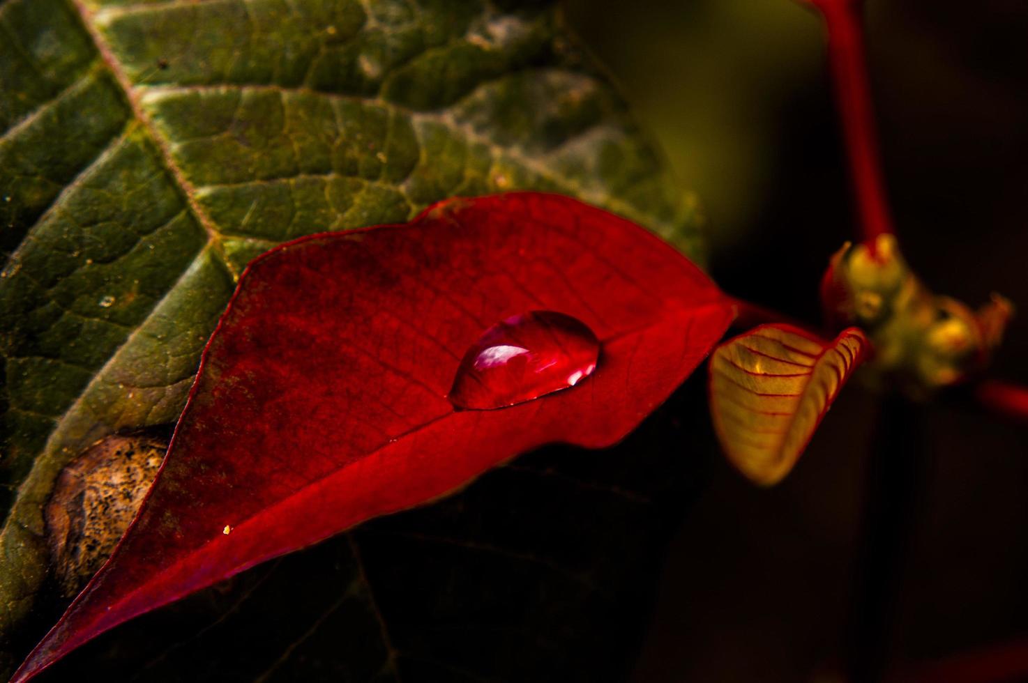 rood blad met dauw foto