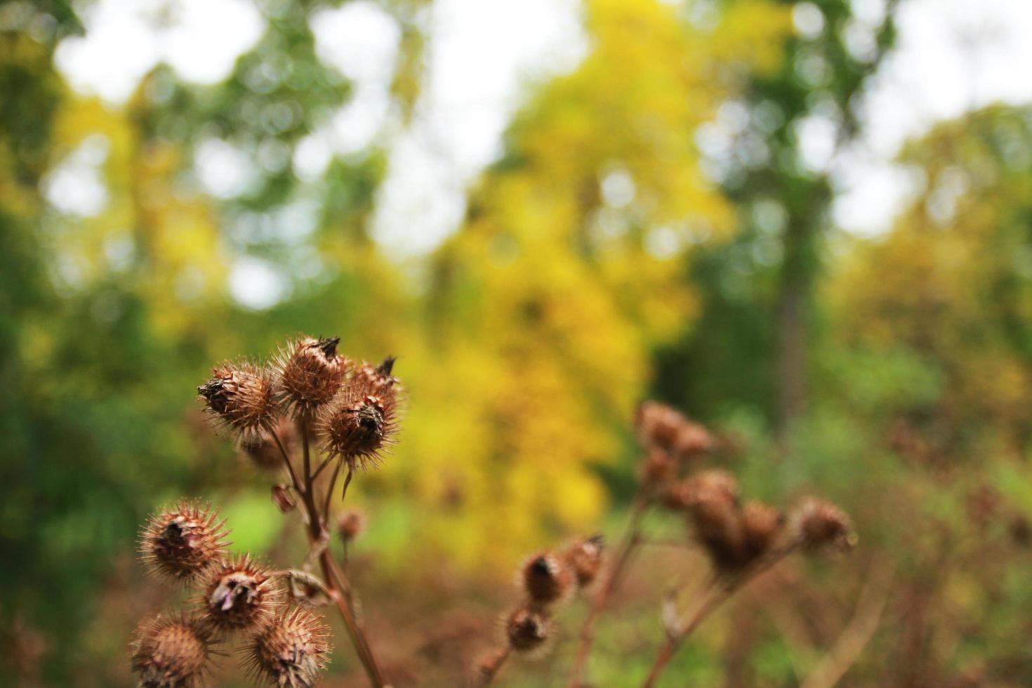 bruin fruitplanten buitenshuis foto