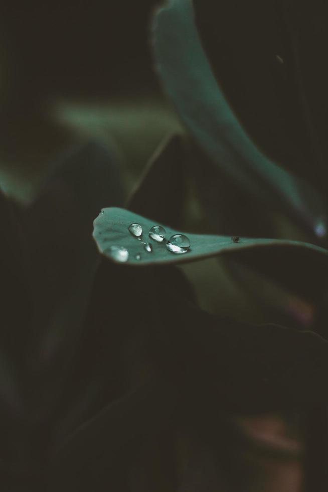 waterdruppels op blad foto