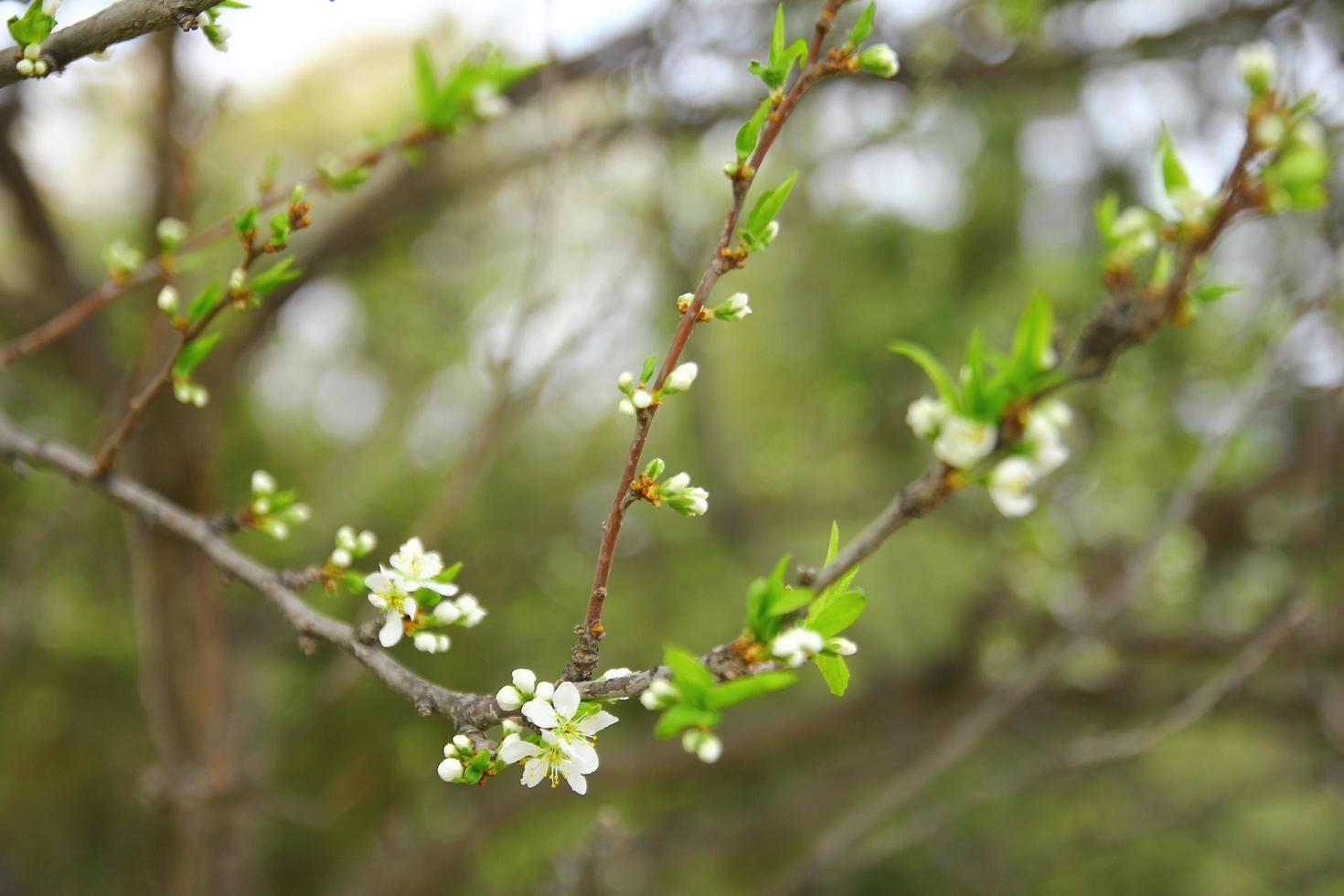 witte petaled bloemen in een bos foto