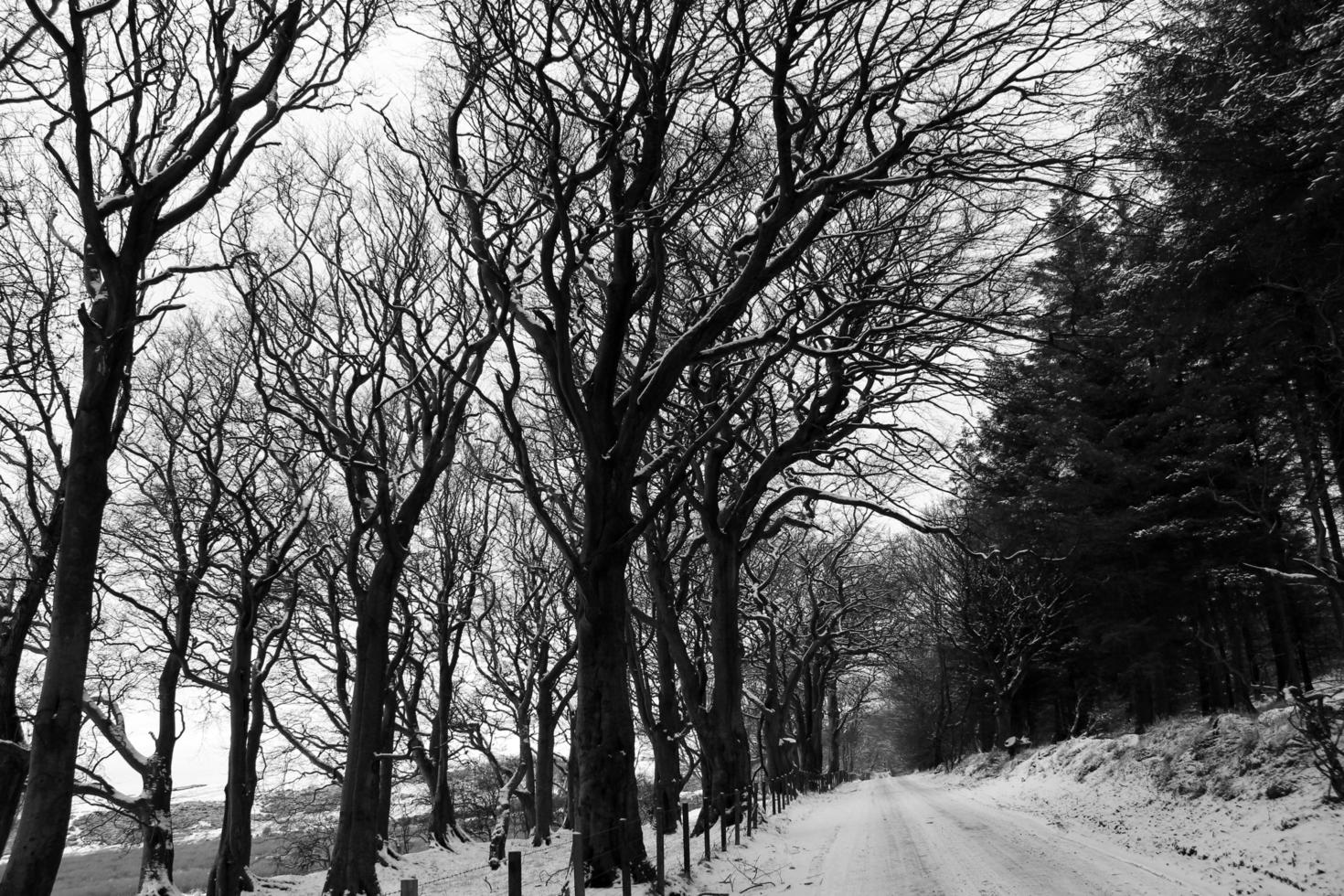 grijswaardenfoto van een besneeuwd veld met kale bomen foto