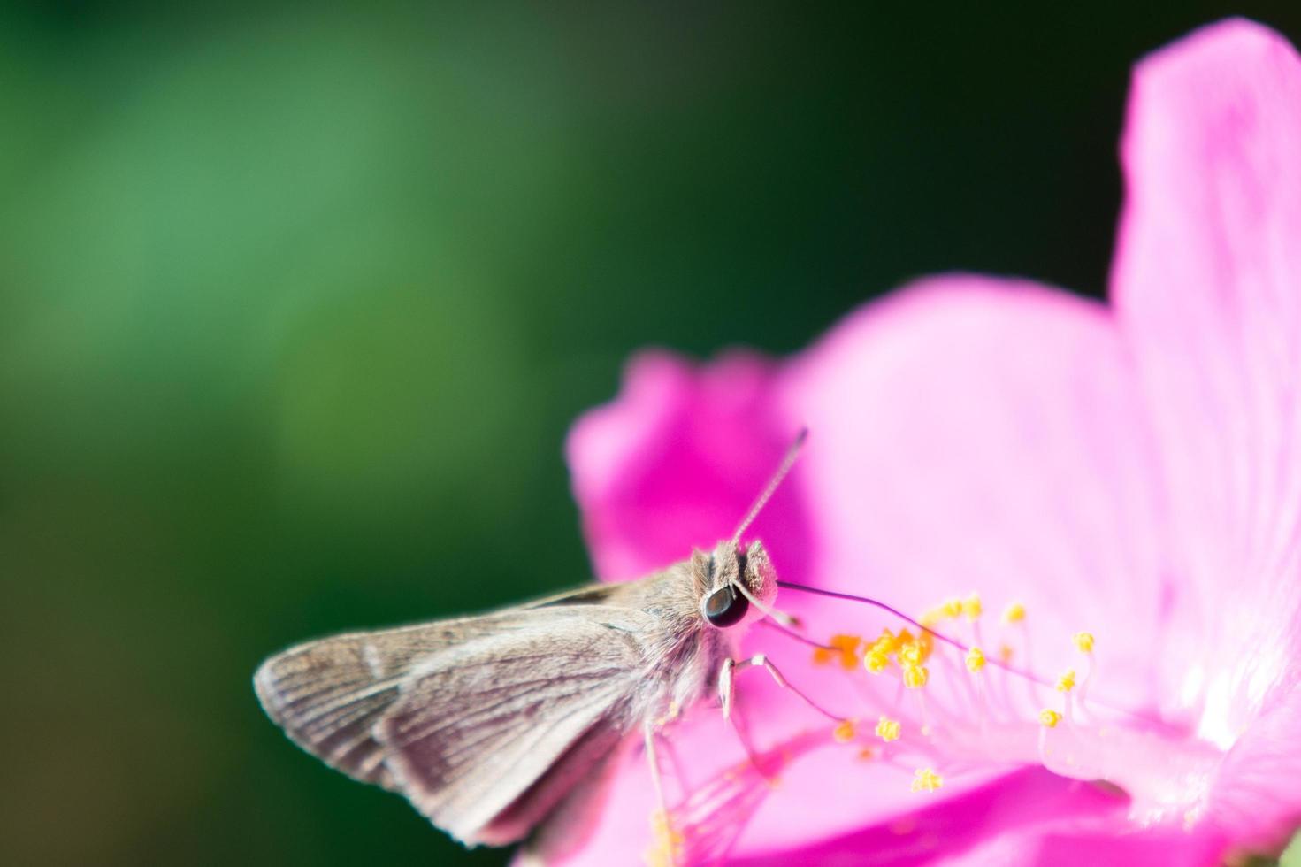 bruine en witte mot foto