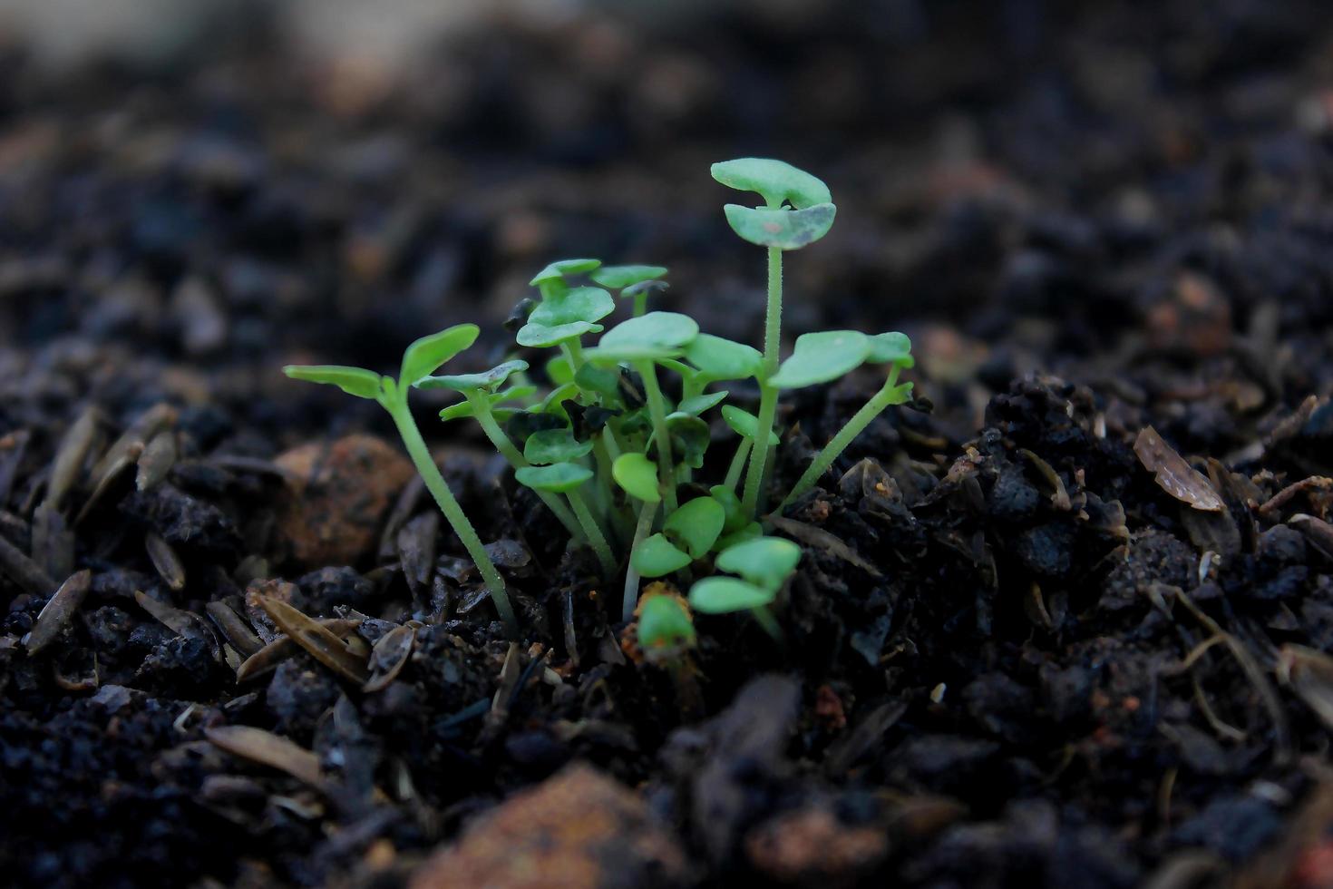 close up van groene plant foto