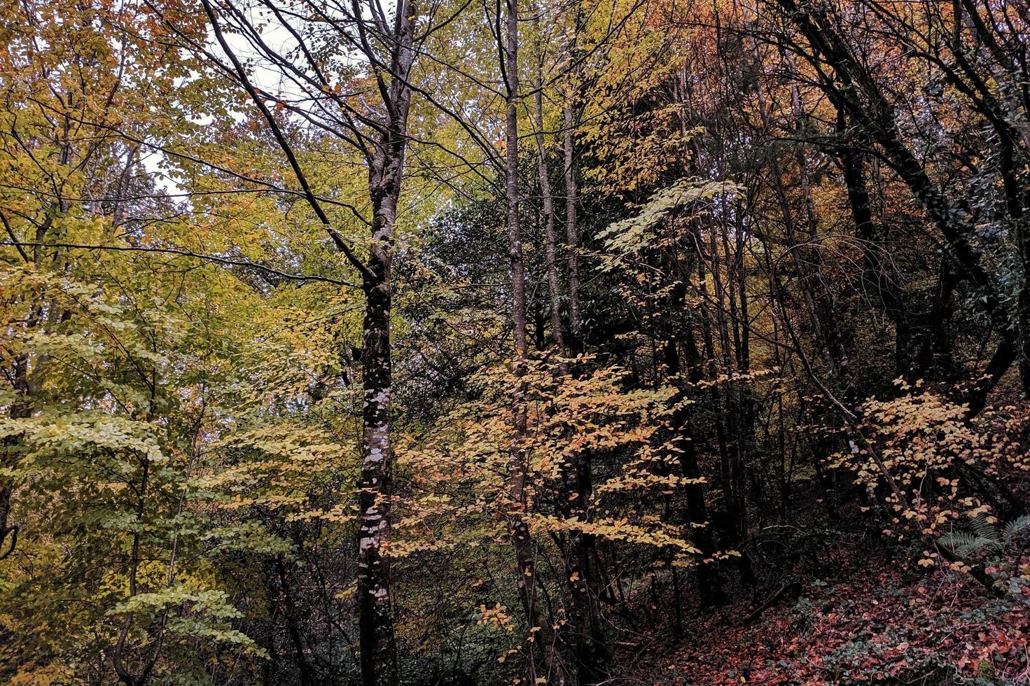 bosbomen in de herfst foto