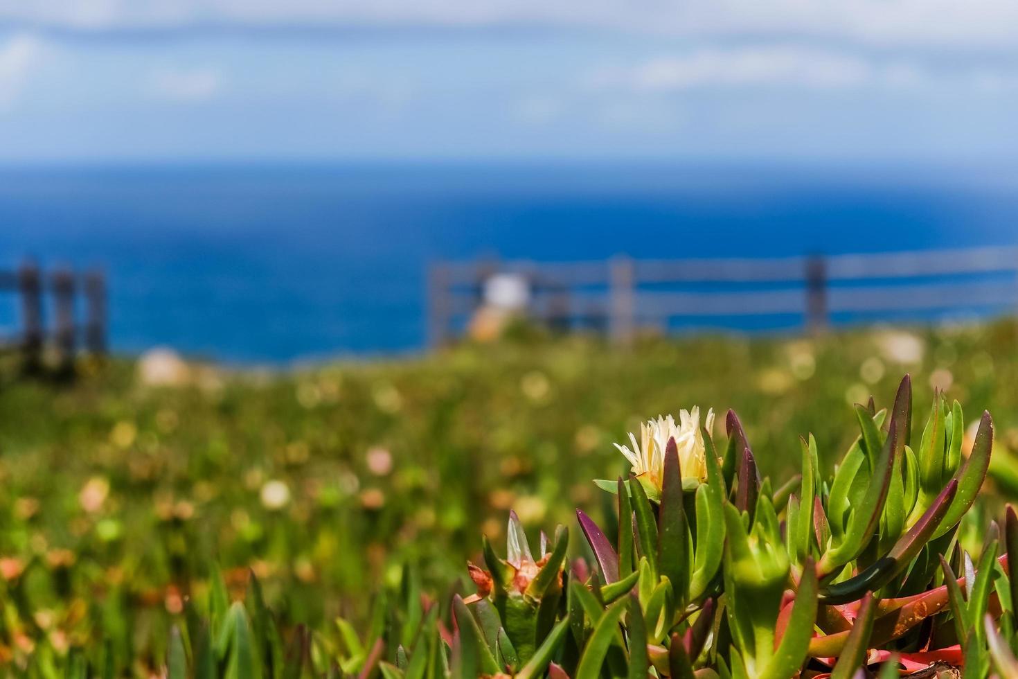 gele hottentot-vijg veld tegen de Atlantische Oceaan foto