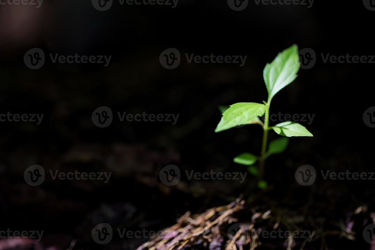 jong klein groen nieuw leven groei Aan bodem in ecologie natuur. zorg fabriek bomen en toenemen zaailingen en beschermen in tuin in aarde Aan wereld milieu dag. ontwikkeling milieu-landbouw concept foto