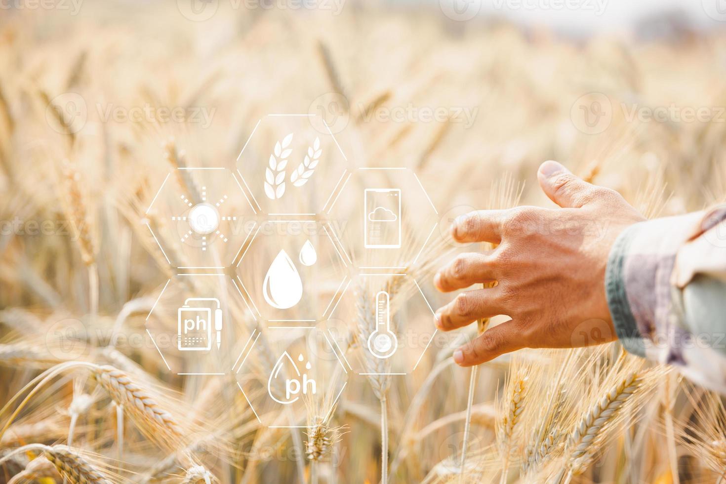 slim landbouw concept. boer met technologie digitaal tablet Aan achtergrond van tarwe veld. professioneel boeren gebruik internet van dingen iotcomputers systeem naar beheren boerderijen. landbouw modern idee. foto