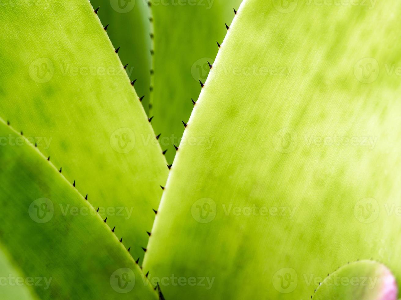 detailtextuur en doornen aan de rand van de bromeliabladeren foto