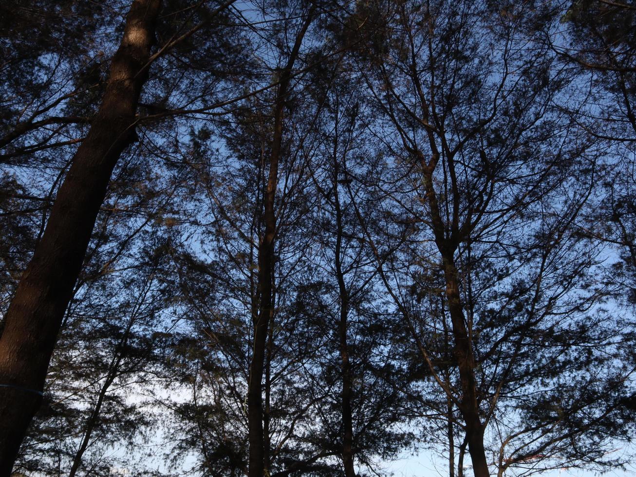 Woud van bomen met mooi blauw lucht foto