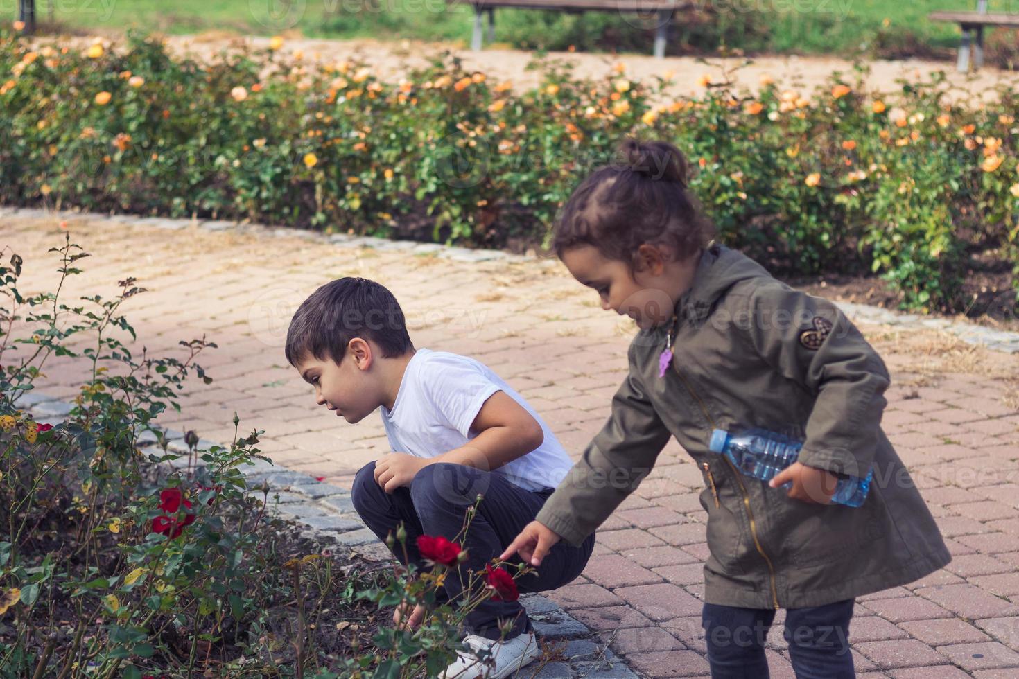klein kinderen op zoek Bij rood rozen in een tuin. foto