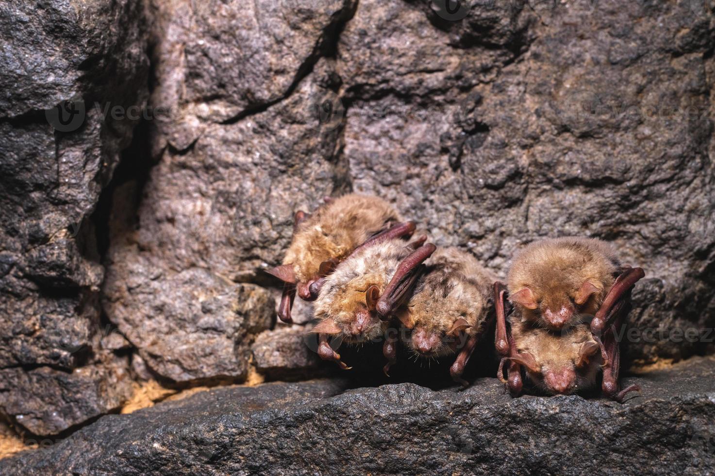 een klein bruin Kaukasisch knuppel slaapt hangende van de plafond van een rots grot. klein vleermuizen in de natuurlijk milieu foto