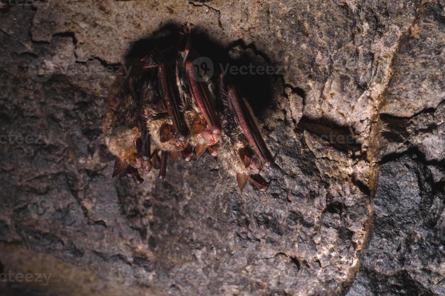 een groep van bruin vleermuizen slaapt Aan de plafond van een rots grot. wild weinig vleermuizen van de noorden Kaukasus foto