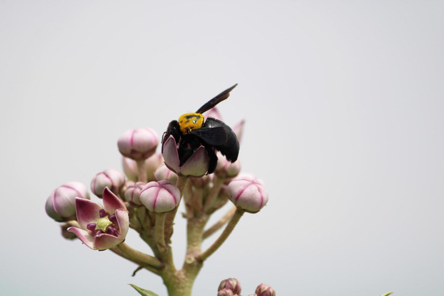 zwart hommel zittend Aan calotropis gigantea bloem. foto