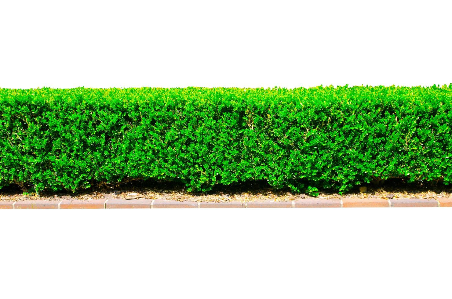een rij van plein vormig groen haag besnoeiing boom muur. foto