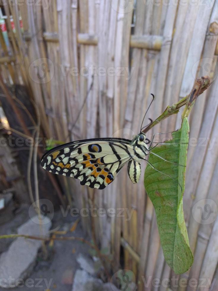 een vlinder van mooi kleuren is neergestreken Aan een Afdeling foto