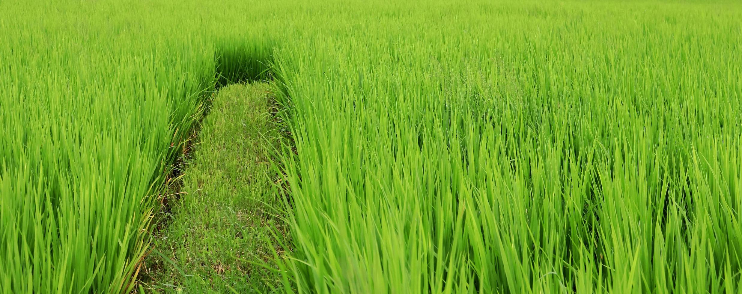 groene rijstvelden foto