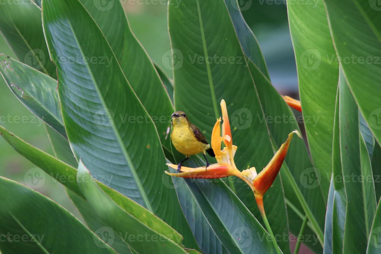 olijf- gesteund sunbird foto