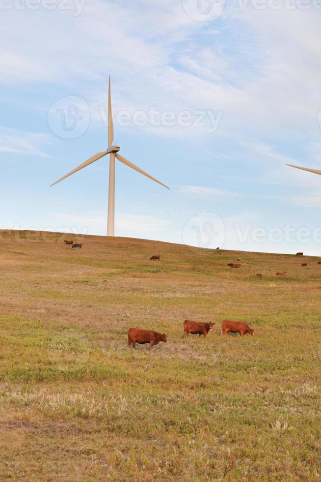 prairie windmolens foto