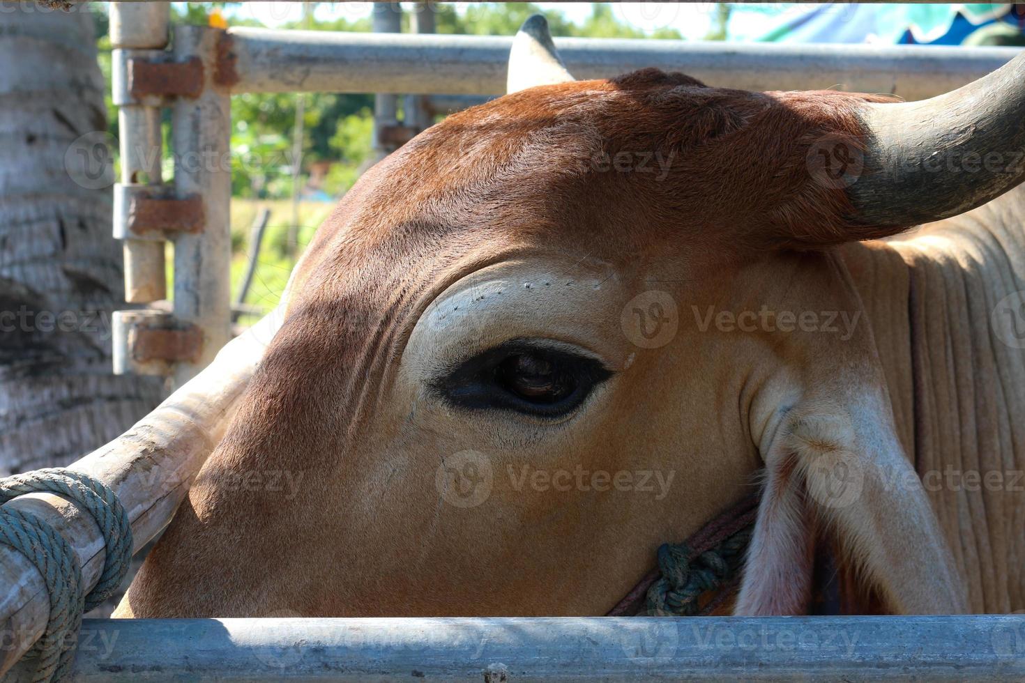 hoe koeien de ontwikkeling van lokale runderrassen insemineerden foto
