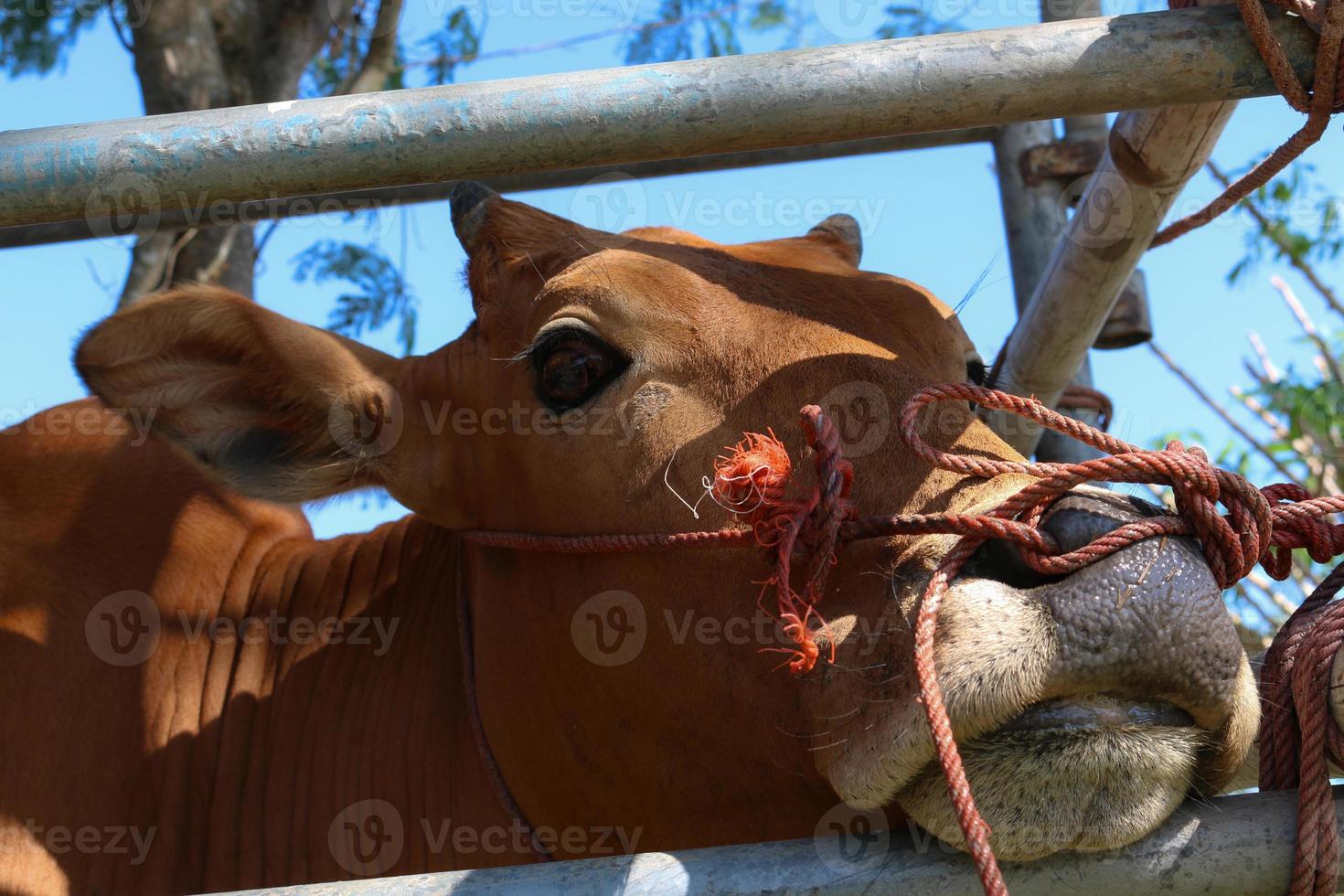hoe koeien de ontwikkeling van lokale runderrassen insemineerden foto