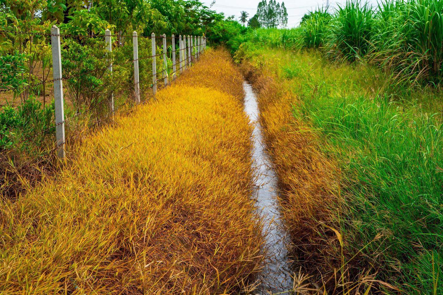 groen gras en droog gras, effect van herbicide gespoten Aan gras, gras roodachtig bruin ging dood omdat van de herbicide, onkruid moordenaar foto