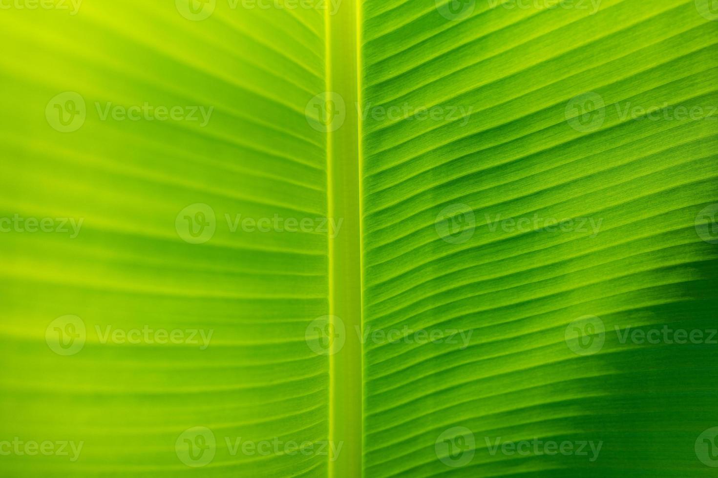 groen blad macro. helder natuur detailopname, groen gebladerte textuur. mooi natuurlijk plantkunde blad, tuin van tropisch planten. versheid, ecologie natuur patroon. plantkunde, spa, Gezondheid en welzijn concept foto