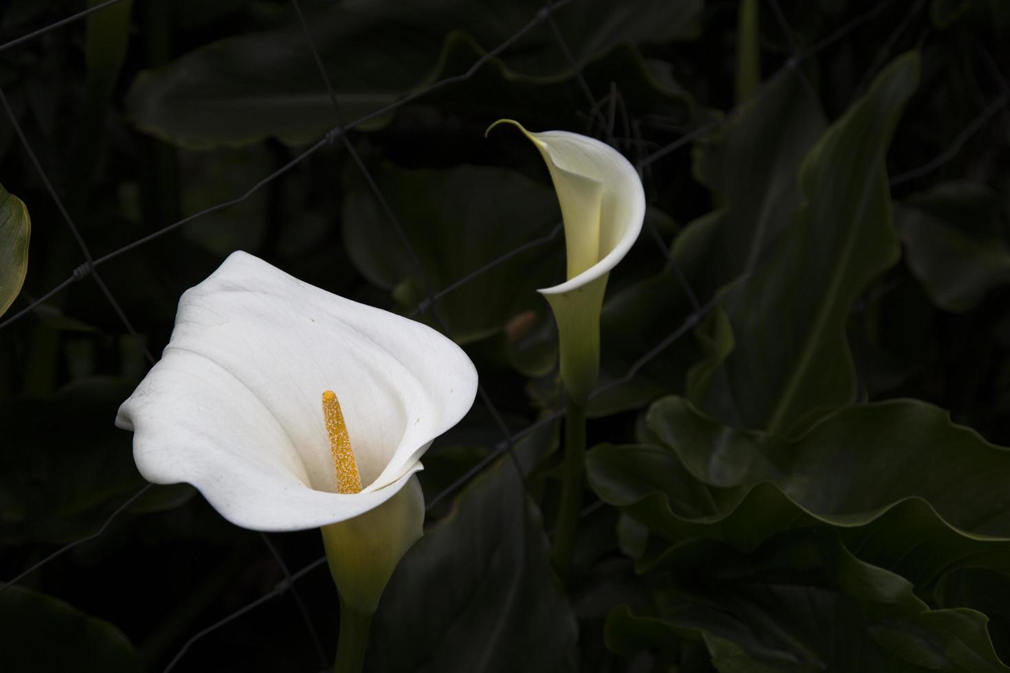 witte calla lelies foto