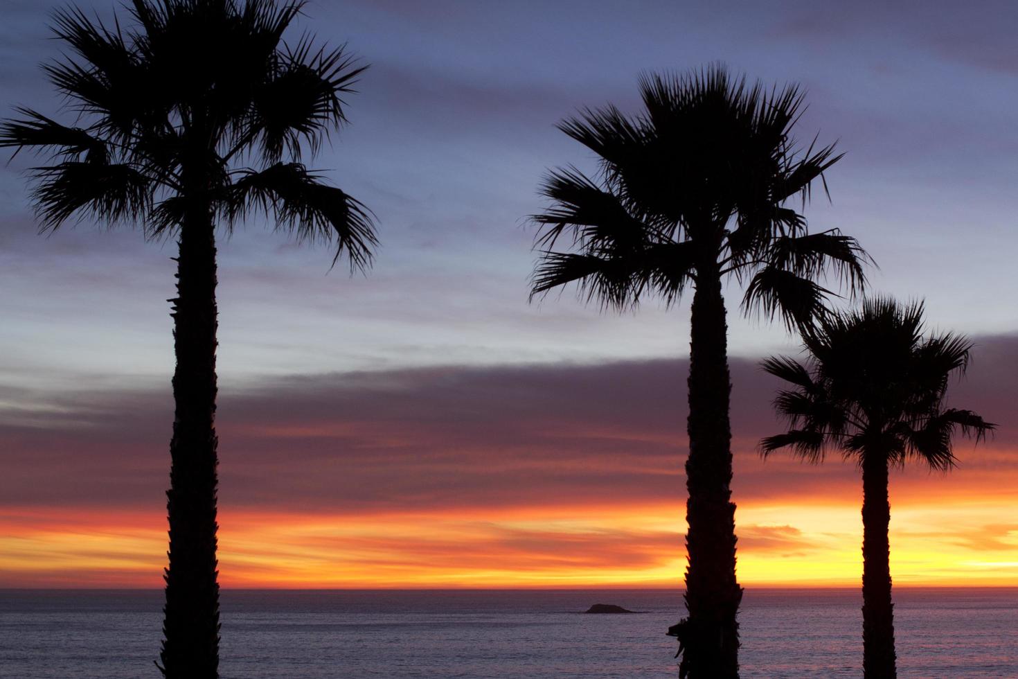 silhouetten van palmbomen bij zonsondergang foto
