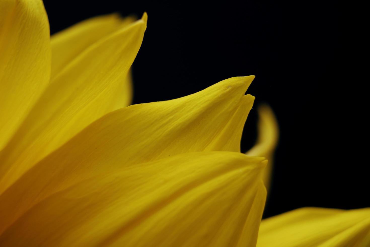 gele bloem op zwart foto