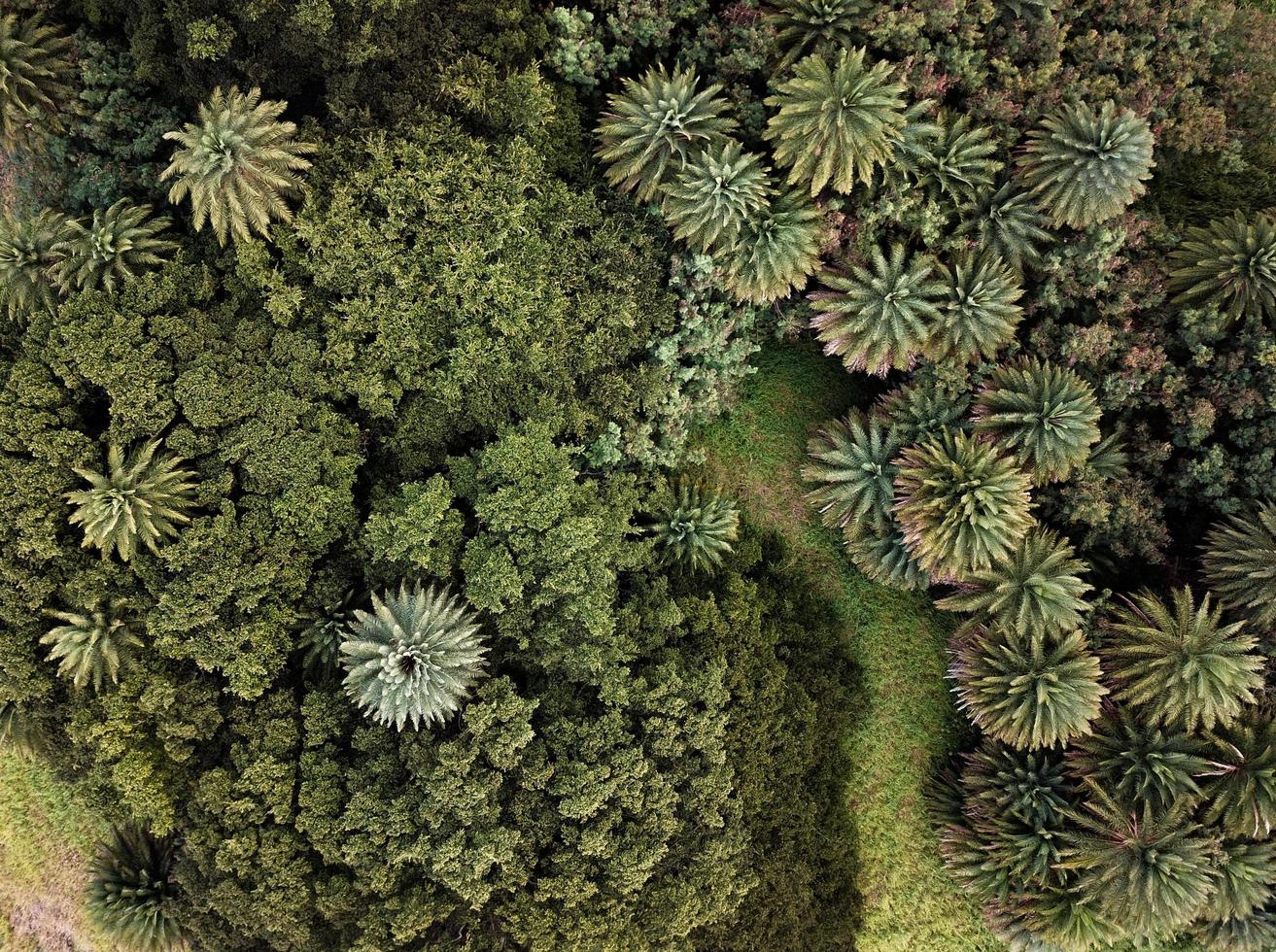 bovenaanzicht fotografie van groene bomen foto