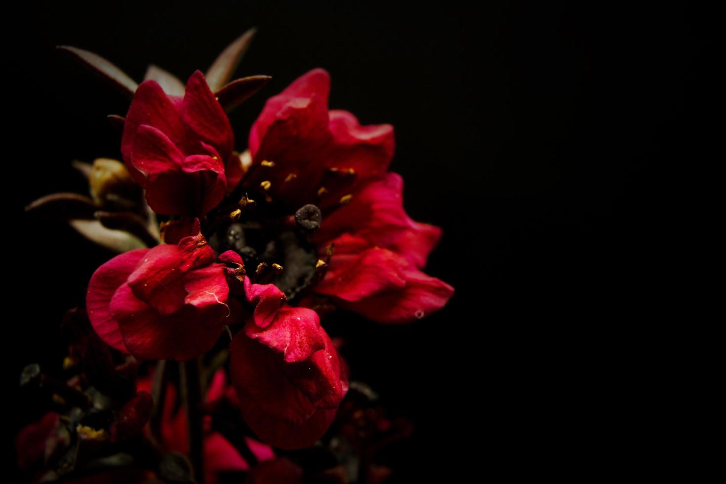 rode bloemen bloeien foto