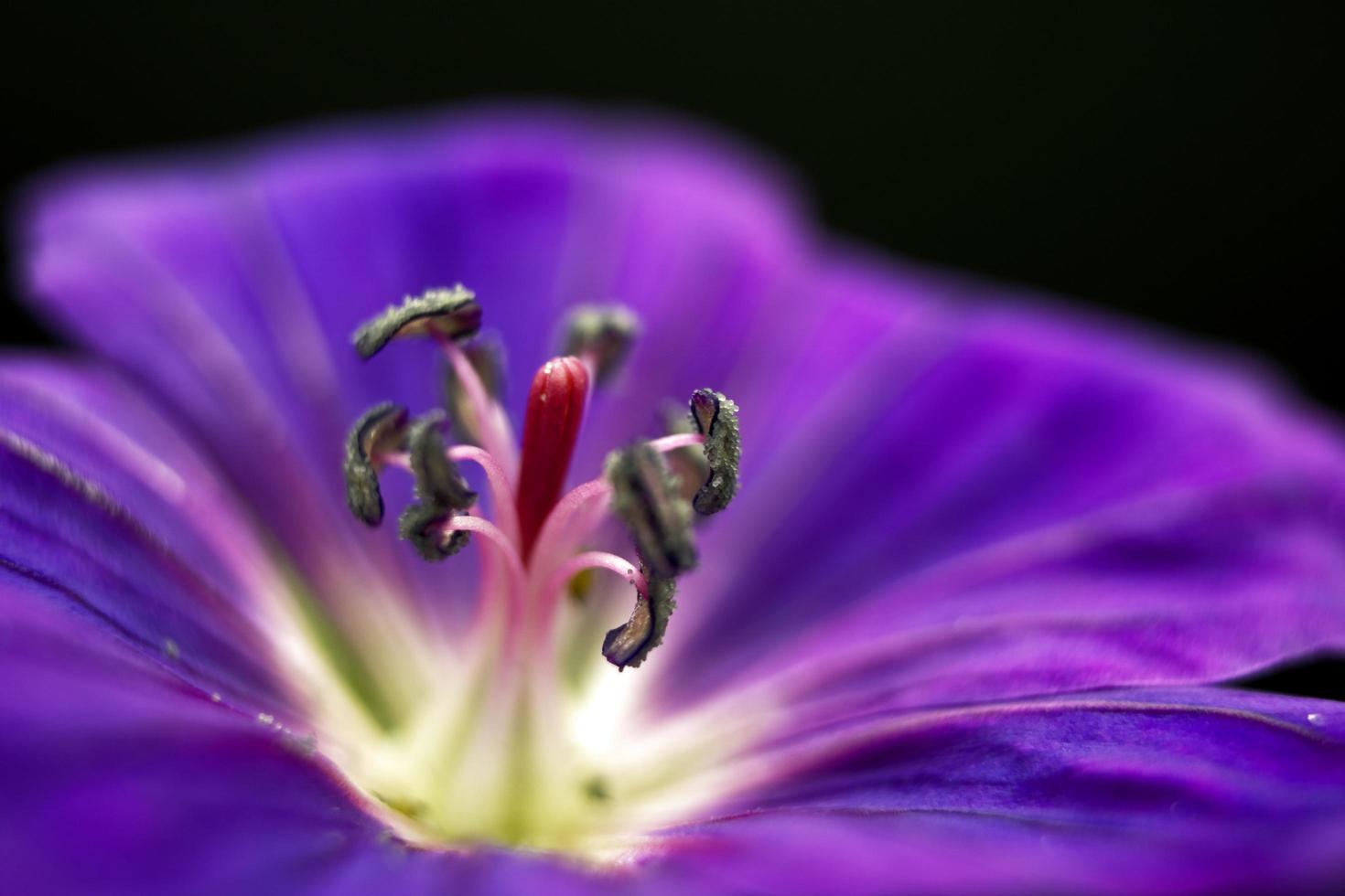 paarse bloem op zwarte achtergrond foto