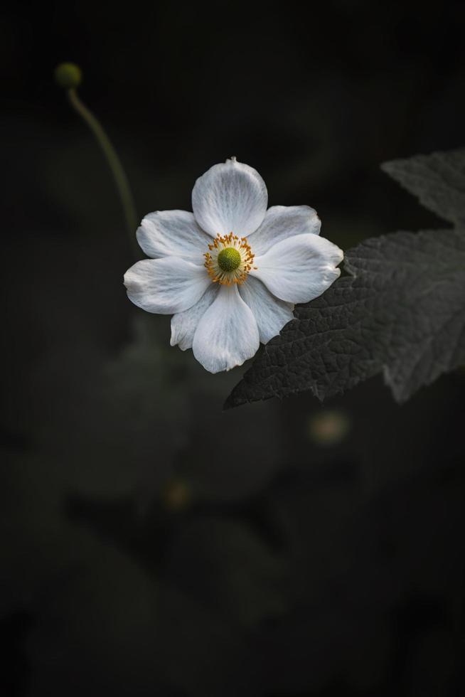 witte petaled bloem foto