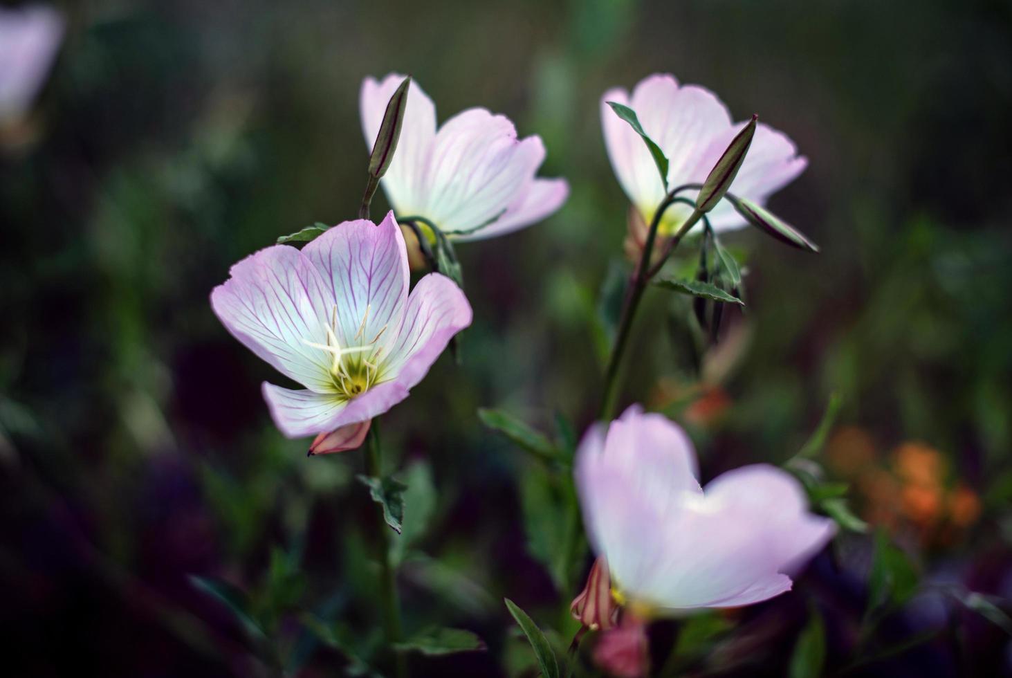 paarse en witte bloemen foto