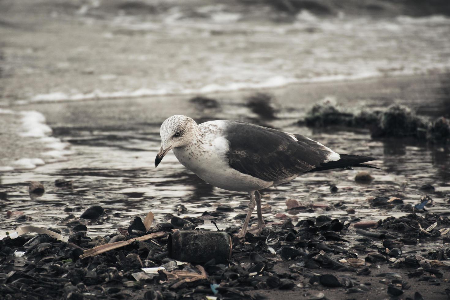 witte en grijze vogel op strand foto