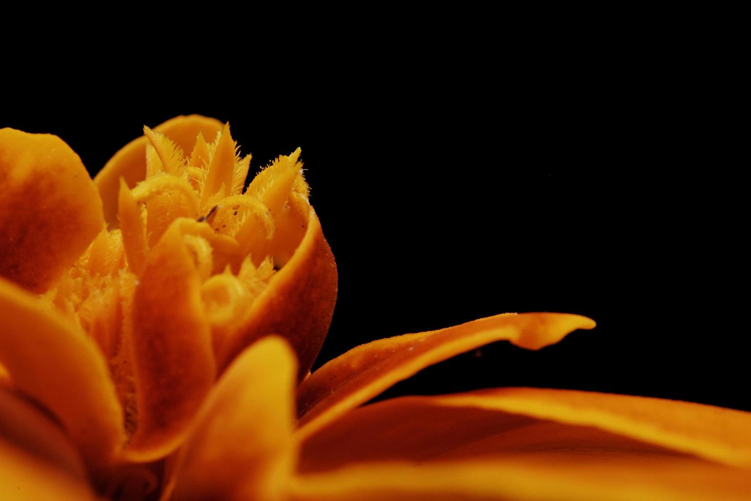 oranje bloem met zwarte achtergrond foto