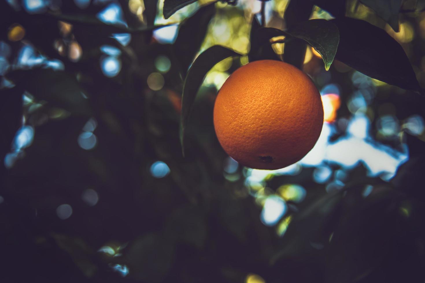 oranje fruit op boom foto