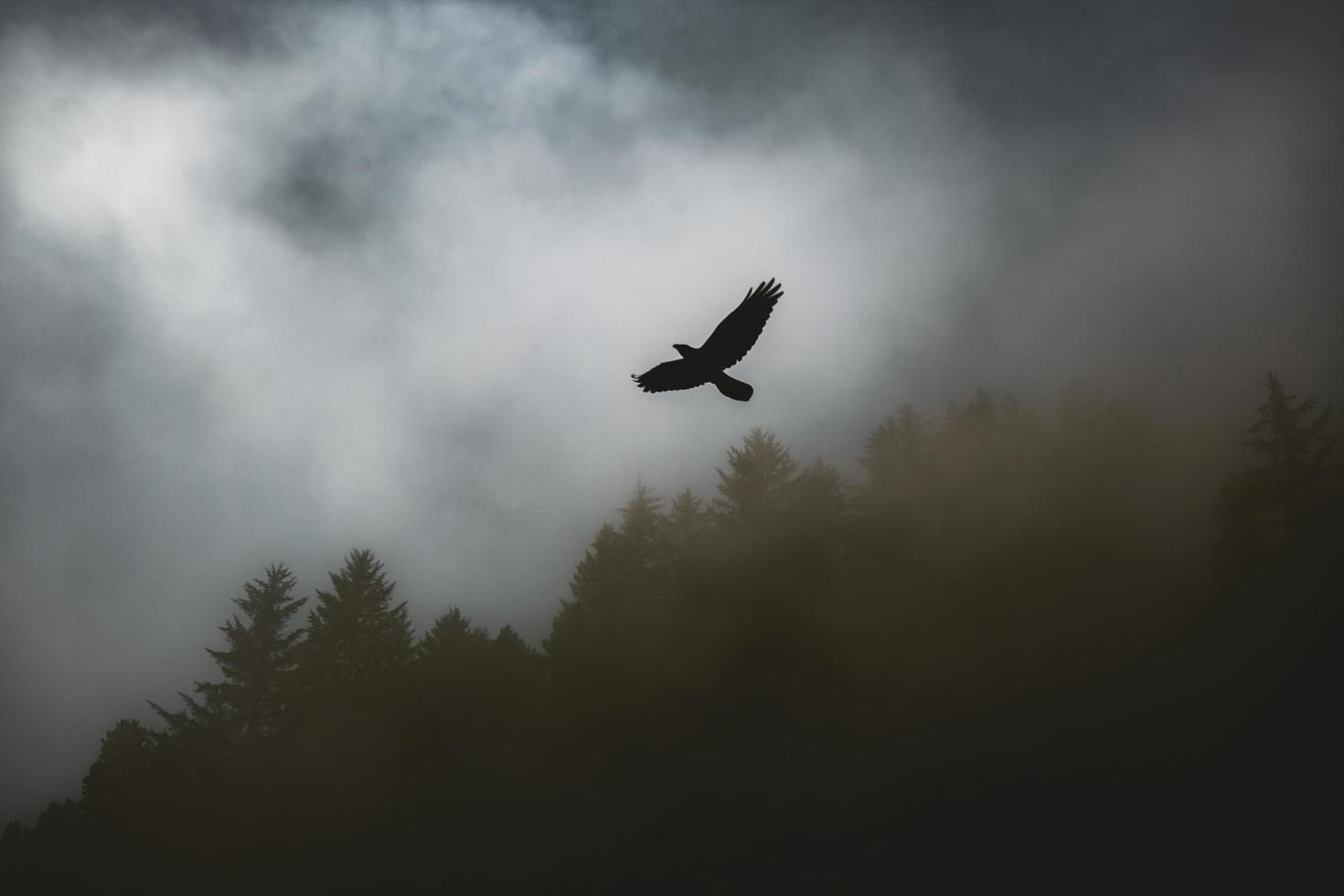 vogel die boven mistig landschap vliegt foto