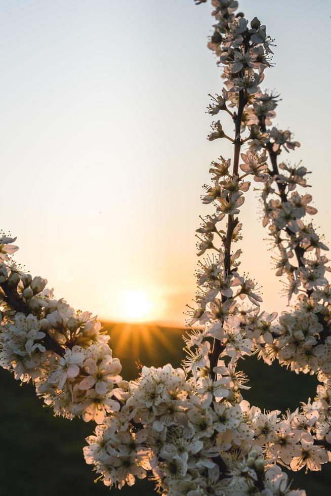 witte bloemen met zonnevlammen foto