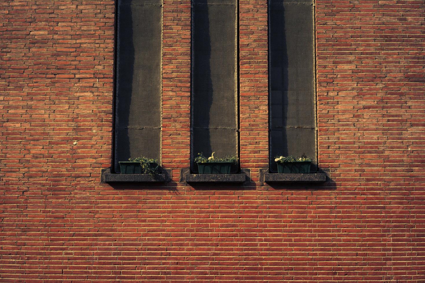 drie potplanten foto