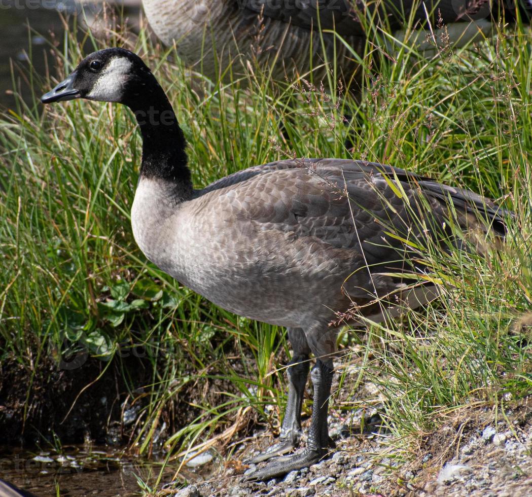 Canada gans staand door de rivier- in yellowstone nationaal park foto