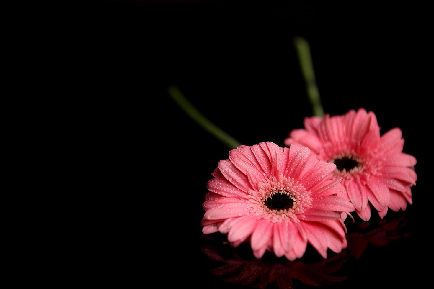 roze bloemblaadjes foto