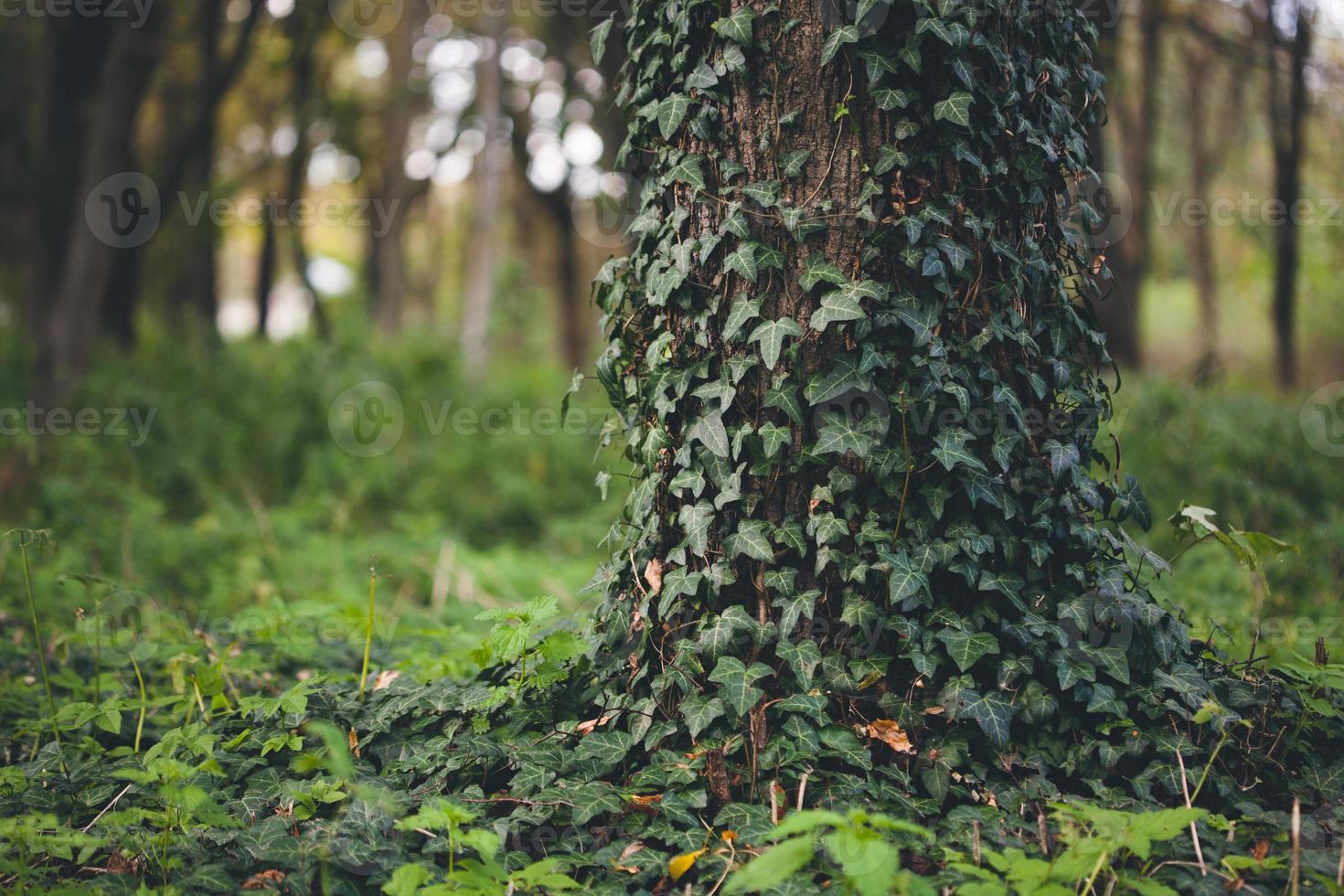 een klimop groeit langs de boom romp foto